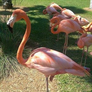 Meet your Posher, Joann